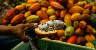 Cacau atinge maior preço em sete meses na bolsa de Nova York