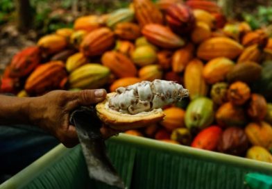 Cacau atinge maior preço em sete meses na bolsa de Nova York